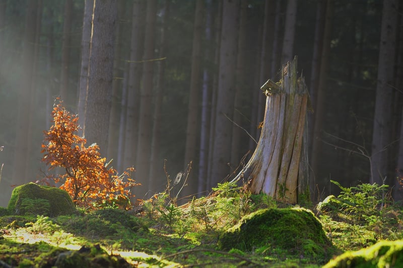 Enchanted Forest