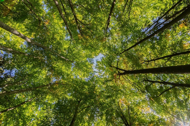 Starlight Canopy