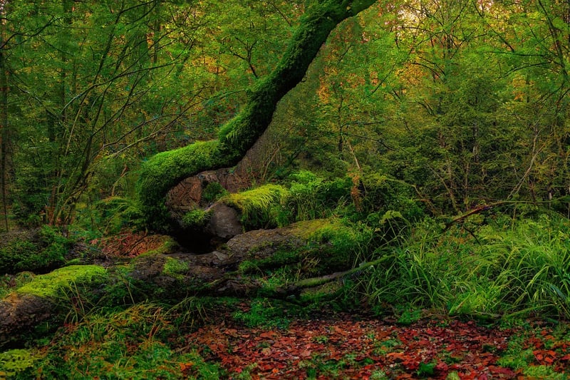 Fantasy Forest